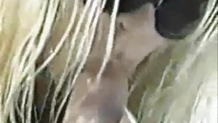 కొత్త పోర్న్ కాస్టింగ్ కృష్ణ బొచ్చు అమ్మాయి సెక్స్ తెలుగు సెక్స్